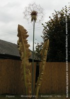 /album/miro-pallo/pupava-jpg/